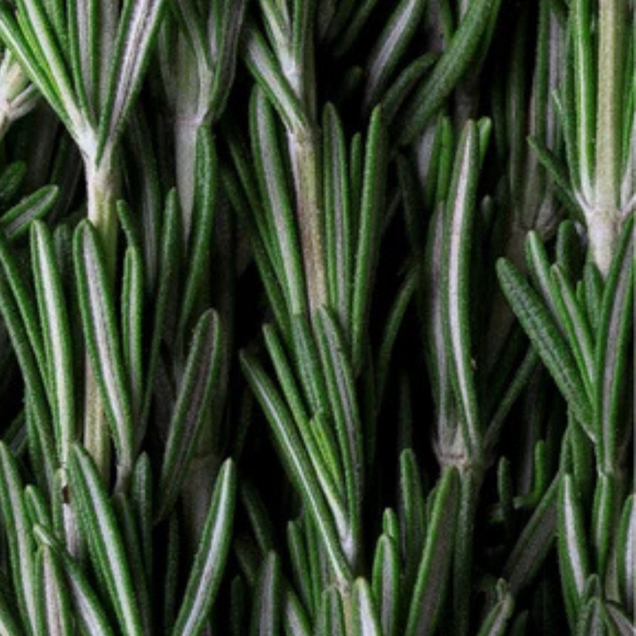 ILO Skincare Minttu Rosmariini hiuspohjan kuorinta