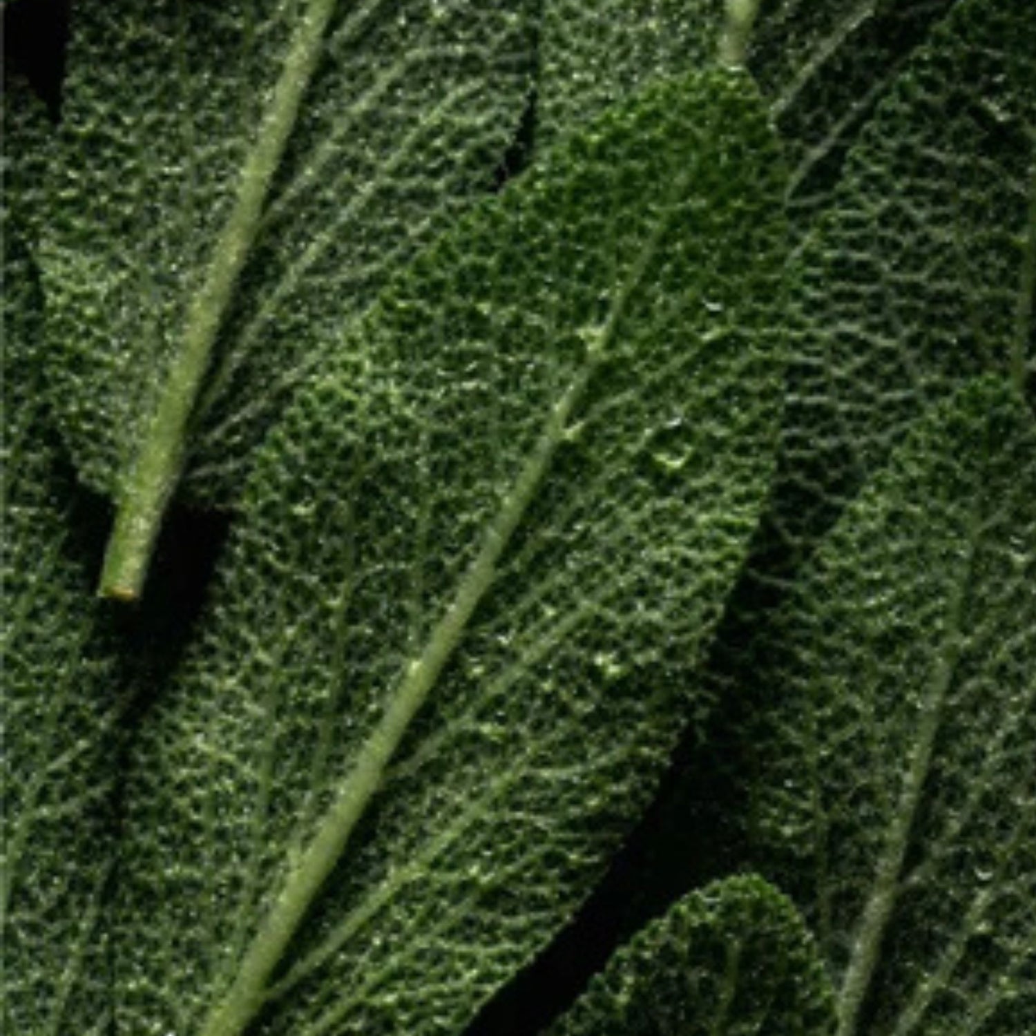 ILO Skincare Minttu Rosmariini hiuspohjan kuorinta